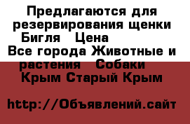 Предлагаются для резервирования щенки Бигля › Цена ­ 40 000 - Все города Животные и растения » Собаки   . Крым,Старый Крым